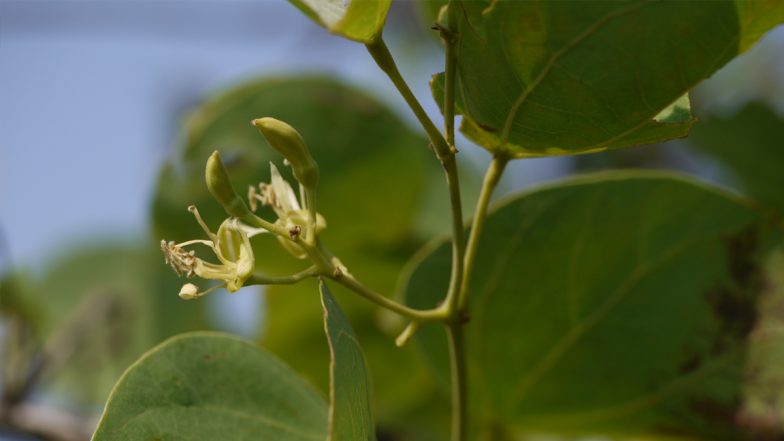 Why Are Apta Tree Leaves or ‘Sona Patta’ Given on Dussehra? Know the Story Behind The Green Gold and Religious Significance of The Vijayadashami Ritual | ???????? LatestLY