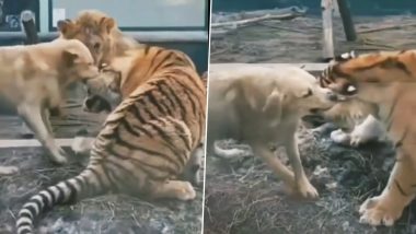 WATCH: Dog Bites Tiger and Holds the Giant Animal’s Ear by Its Teeth, Viral Video Leaves the Internet Shocked!