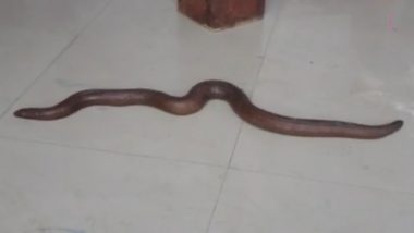 Video: Two-Headed Snake, Valued Rs 25 Crore, Brought at Court in Bihar's Begusarai; Gets Protection