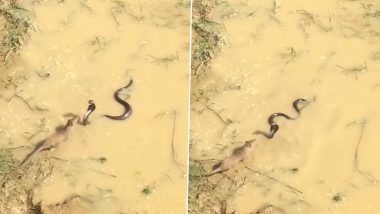 King Cobra Vs Indian Grey Mongoose! Deadly Snake Engages in Intense Face-Off With the Carnivorous Mammal in Mud Water; Video Goes Viral