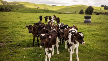 Tax on Cow Farts! New Zealand Wants To Tax Farmers For Their Cows and Sheep's Burps and Farts