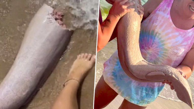 Whale Penis Found on Australian Beach? Viral Video of Animal Part Washed-Up in Queensland Amuses Netizens; Internet Users React to Bizarre Discovery