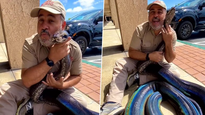 Rainbow Snake! Man Holds Huge Iridescent Reticulated Python in Arms; Viral Video of The Unique Serpent Draws Millions of Views