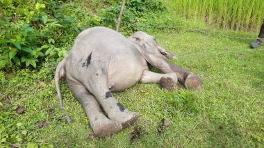 Assam: Carcass of 7-Year-Old Wild Elephant Found in Paddy Field in Nagaon
