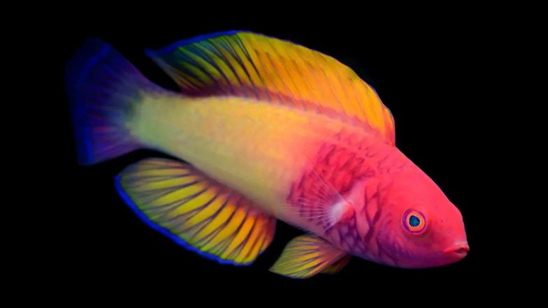 Rainbow Fish Discovered in Mesophotic Zone Is Born Female and Later Becomes a More Colourful Male; View Pics of the Beautiful Species