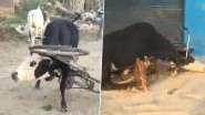 Video: Bull Gets Head and Legs Stuck in Bicycle After Charging at It in UP&rsquo;s Agra
