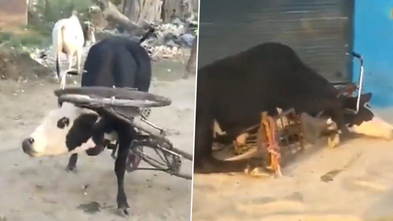 Video: Bull Gets Head and Legs Stuck in Bicycle After Charging at It in UP’s Agra