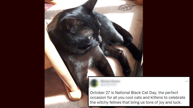 National Black Cat Day 2022: Twitterati Shares Messages, Quotes & HD Images To Celebrate the Animal Well-Known for Halloween