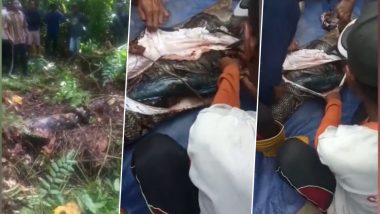 Giant 22-Foot Python Swallows Grandmother Alive in Indonesia, Disturbing Video Footage Shows Remains of Eaten Woman Inside Cut-Open Snake