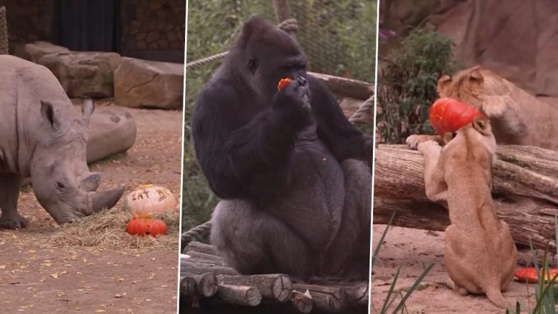 Halloween 2022: Animals At Antwerp and Planckendael Zoo in Belgium Feast on Pumpkins Ahead of the Spooky Day (Watch Video)