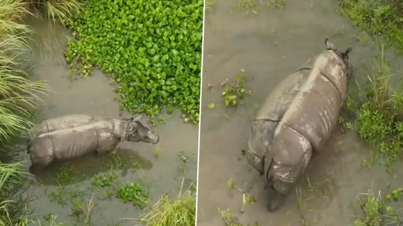 Rhino, That Got Hit by Truck in Haldibari, Doing Good, Assam CM Himanta Biswa Sarma Shares Drone Video With An Appeal