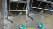 Video: Snake Found Under Patient&rsquo;s Bed in Mahatma Gandhi Memorial Hospital in Warangal, Second Such Incident This Month