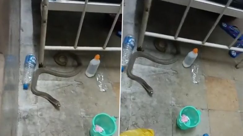 Video: Snake Found Under Patient’s Bed in Mahatma Gandhi Memorial Hospital in Warangal, Second Such Incident This Month