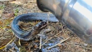 Man Offers Water to Injured Snake; Viral Video Showing Act of Kindness Towards the Reptile Proves Humanity Still Exists