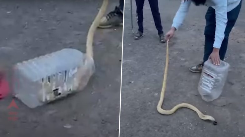 Rare White Cobra Caught in Pune Farmer's House; Video of The Deadly Albino Snake Goes Viral