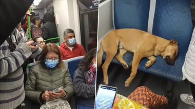 Dog Sleeps in Bus! Video of Passengers Allowing the Furry Animal To Occupy Space To Sleep Wins Hearts Online; Watch Viral Clip