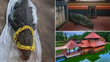 ‘Vegetarian’ Crocodile Babiya Living in North Kerala’s Temple Pond in Kasaragod Passes Away; Netizens Pay Tribute (View Tweet)