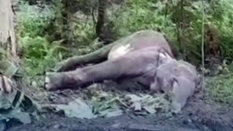 Elephant Undergoing Treatment Dies Two Days After Getting Hit by Rajdhani Express Train in Jorhat (Videos)