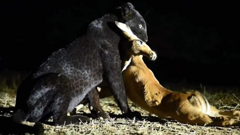 Rare Black Leopard Hunts Deer in Wild Under Bright Spotlight; Viral ...