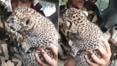 Video: Four-Week-Old Leopard Cub Found at Film City in Mumbai, Handed Over to Sanjay Gandhi National Park