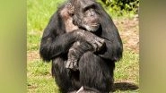 Science News | Evidence of Social Relationships Between Chimpanzees, Gorillas Found During Study