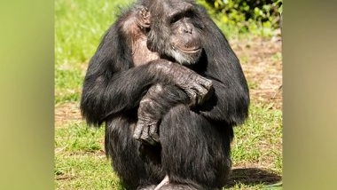 Science News | Evidence of Social Relationships Between Chimpanzees, Gorillas Found During Study
