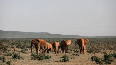 Science News | Structure of Family Groups Gives Animals Incentive to Help or Harm Their Social Group: Study