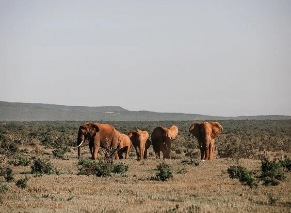 Science News | Structure of Family Groups Gives Animals Incentive to Help or Harm Their Social Group: Study