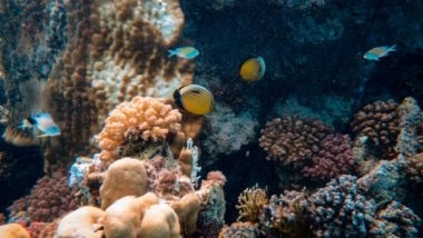 Science News | Researchers Reveal Changes in Marine Ecosystems Going Undetected