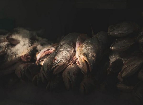 Science News | Dead Fish Breathes New Life into the Evolutionary Origin of Fins and Limbs: Study