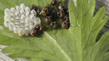 Science News | Climate Change Can Greatly Expand Invasive Stink Bug Habitat