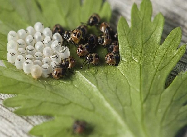 Science News | Climate Change Can Greatly Expand Invasive Stink Bug Habitat