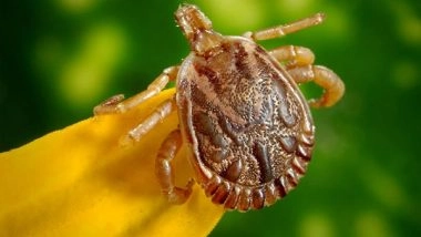 Science News | Researchers Find How Ticks Weaken Skin's Defense Function
