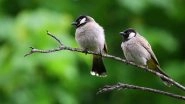 Science News | Study: Urban Forests Have Fewer Bird Species Than Rural