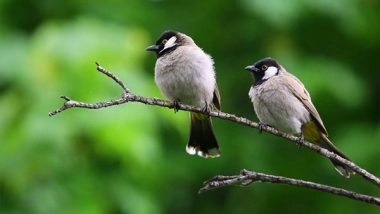 Science News | Study: Urban Forests Have Fewer Bird Species Than Rural