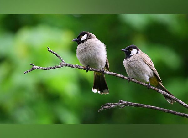 Science News | Study: Urban Forests Have Fewer Bird Species Than Rural