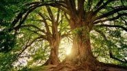 Science News | Climate Change is Turning Trees into Gluttons: Study