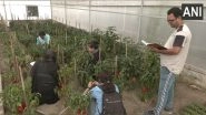 India News | Sher-e-Kashmir Varsity Researchers Introduce Multi-coloured Capsicums with High Medicinal Value, Anti-oxidant Properties
