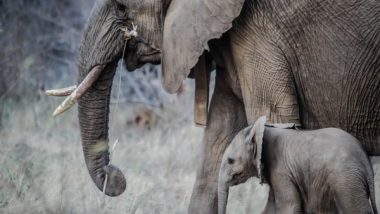 Assam: Wild Elephant Dies Due to Electrocution in Kokrajhar