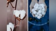 World Cotton Day 2022 Date and Theme: Know All About the History and Significance of the Versatile Plant Used in the Textile Industry