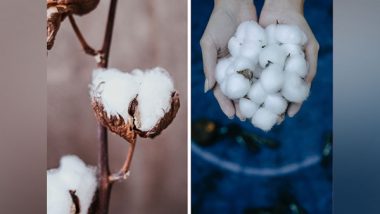 World Cotton Day 2022 Date and Theme: Know All About the History and Significance of the Versatile Plant Used in the Textile Industry