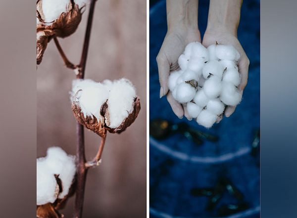 World Cotton Day 2022 Date and Theme: Know All About the History and Significance of the Versatile Plant Used in the Textile Industry