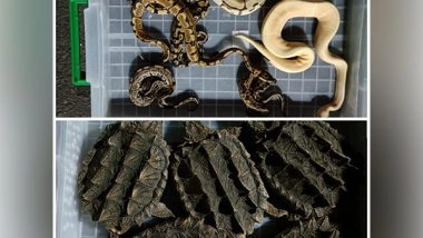 India News | 665 Rare and Exotic Animals Seized in an Import Consignment in Mumbai