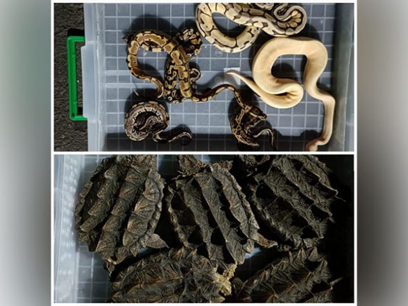India News | 665 Rare and Exotic Animals Seized in an Import Consignment in Mumbai - Vimarsana News