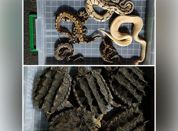 India News | 665 Rare and Exotic Animals Seized in an Import Consignment in Mumbai