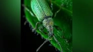 Science News | Microbial Enzymes Are the Key to Pectin Digestion in Leaf Beetles: Research