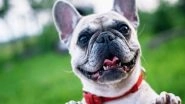 Science News | Dogs Are Able to Detect Stress, Anxiety in Humans: Study