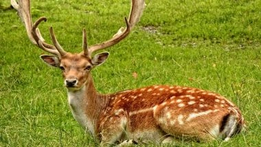 Science News | Energy Development Holds Up Deer During Spring Migration: Study