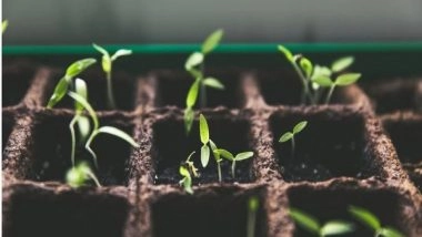 Science News | Study Reveals How Unprecedented Level of Insects Harming Plants