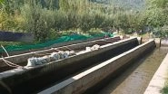 India News | Sunshines on Fish Farming in J-K's Bandipora; Lucrative Employment Choice for Youth
